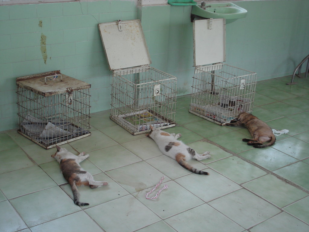 Spay and Neuter 2000 Cats and Dogs in Chennai