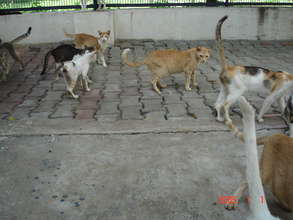 Cat shelter