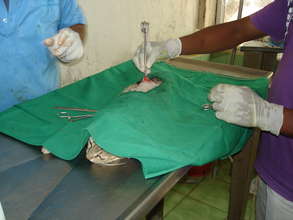 Spaying procedure