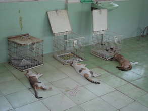 Spaying procedure