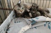 Spay and Neuter 2000 Cats and Dogs in Chennai
