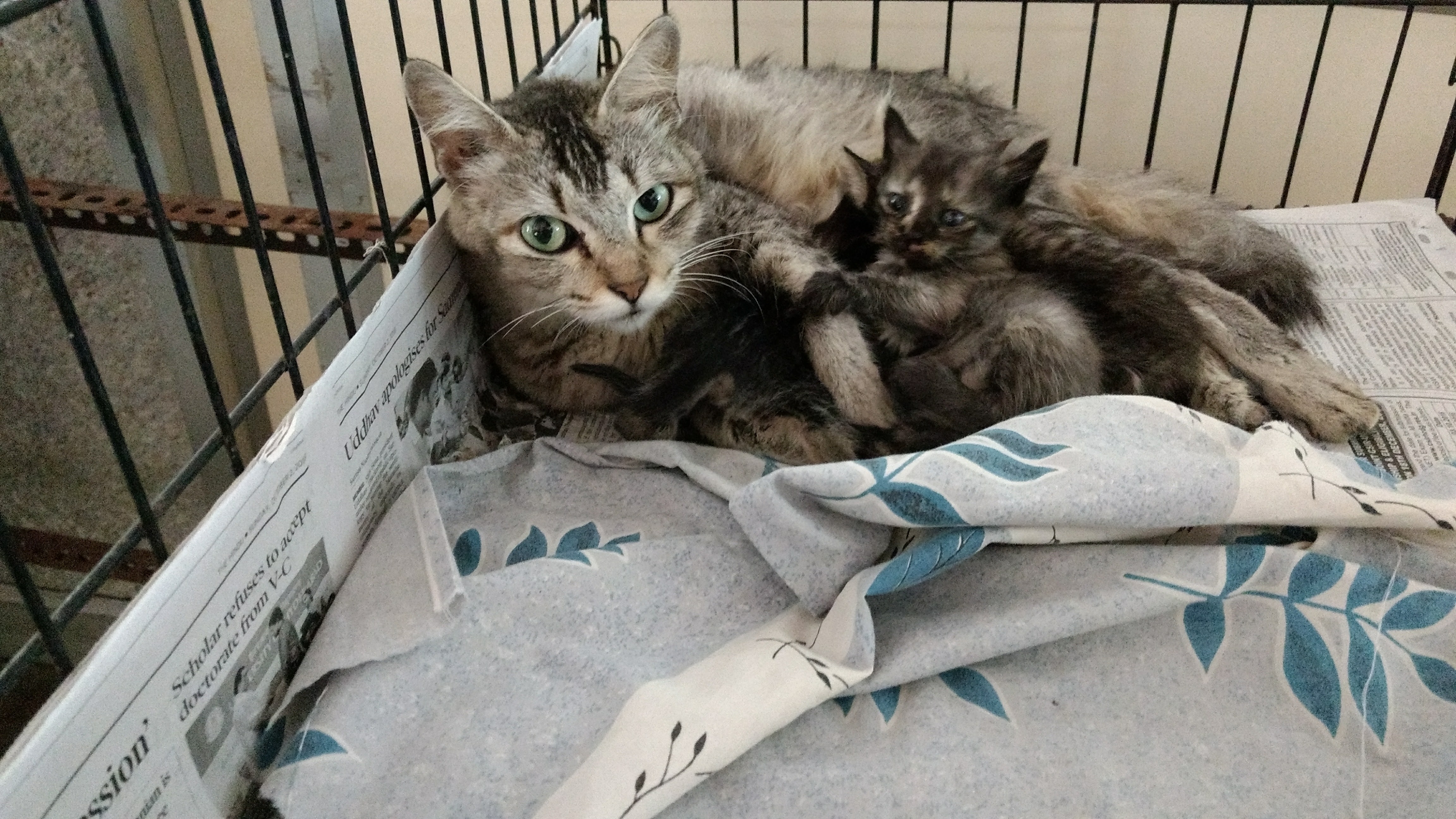 Reports on Spay and Neuter 2000 Cats and Dogs in Chennai