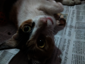 Sweety