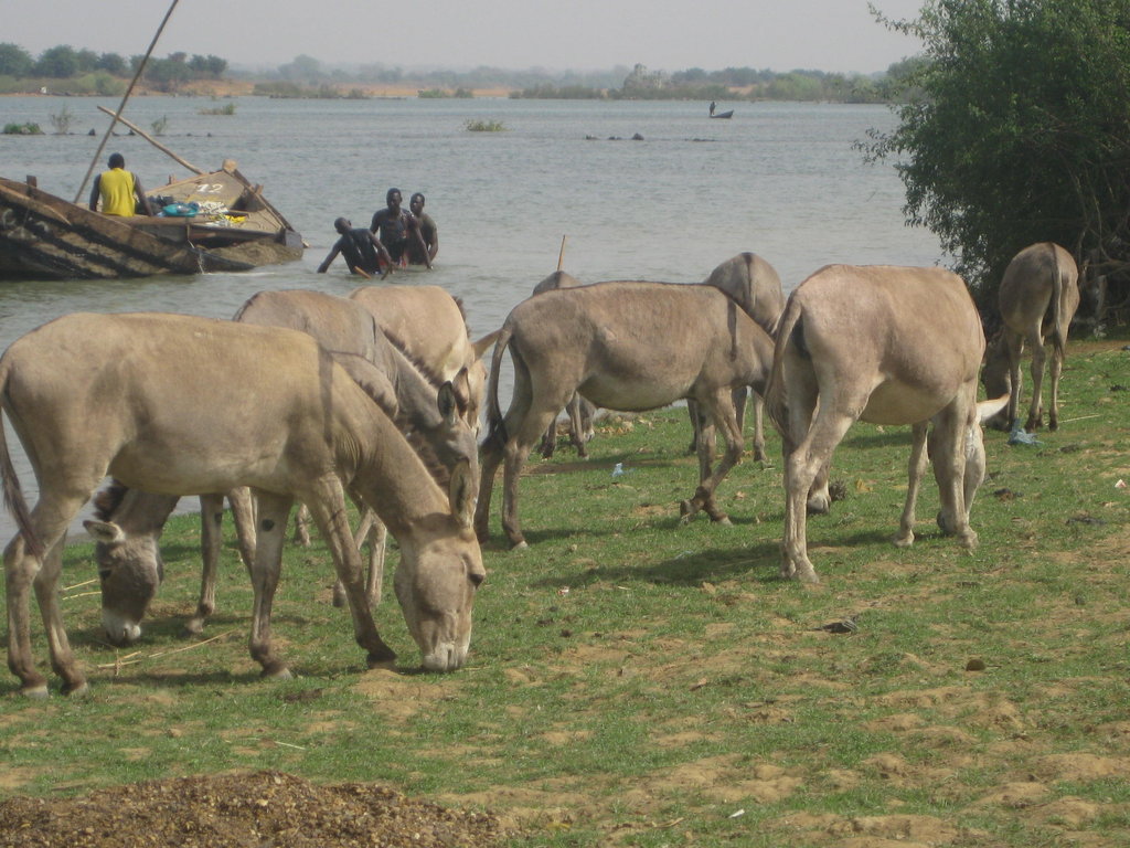 Solar energy for 2,500 villagers in Salamale, Mali