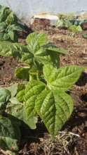 Beans have survived final frost end September, yay