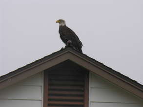 Bald eagle