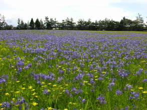 Carpet of camas