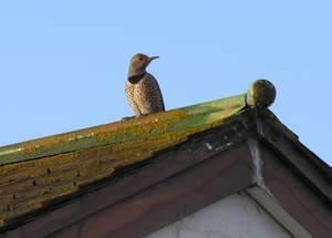 Northern flicker
