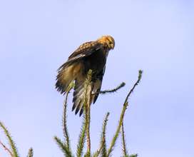 Rough-legged hawk