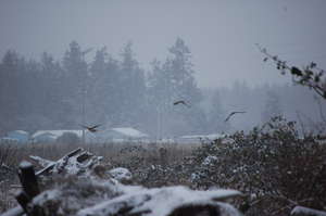 Red-tailed hawks hunting in the snow