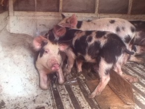 Piglets