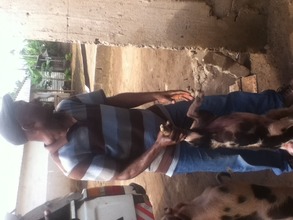 Veterinary