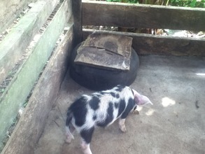 Piglet