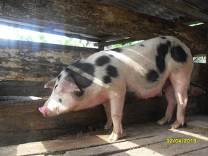 A  beneficiary's happy piglet