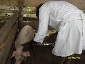Piglets receiving vaccine