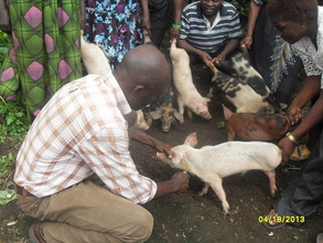 Giving a vaccine to the piglet