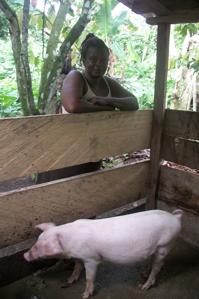Pig Rearing Project for Widows in Cameroon