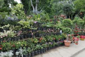 Beautiful gardens in San Juan de Oriente