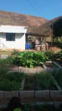 Huge vegetables