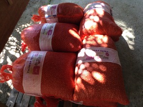 Jucara Palm seeds