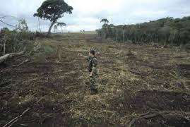 Deforestation picture