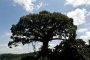 Centenary tree