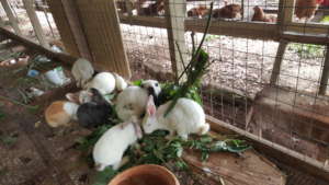 Bunnies at the training center!