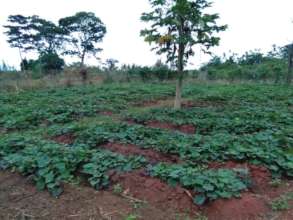 Demonstration field for OFSP multiplication