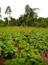 Franklina's Okro farm