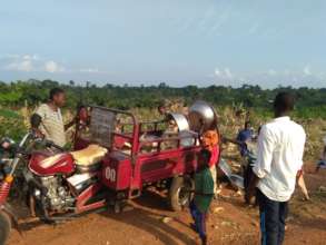 The harvesting of maize.