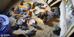 Akwasi's birds.