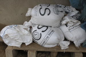 Some bags of maize harvested by Kojo