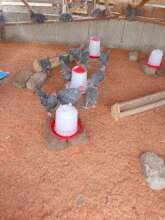 Beginning of the poultry farm