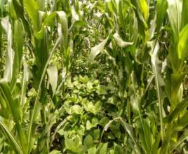 Maize-Bush Mucuna Intercrop