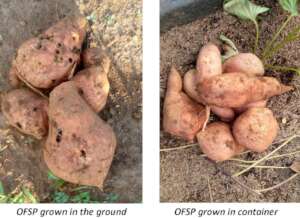 OFSP grown in the ground vs. containers.