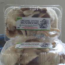 NASEY Organic Oyster Mushrooms