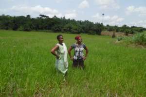 Adankwame rice farmers survey the crop