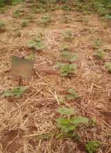 Treatment 1 (mulched)