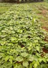 Treatment 3 (cover crop)
