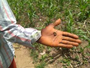 Fall armyworm.