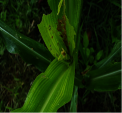 A plant attacked by the fall armyworm
