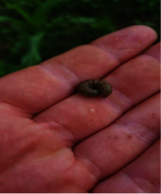 An armyworm