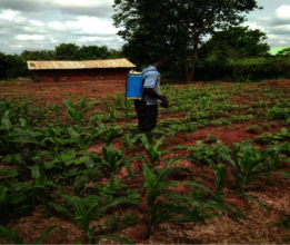 Dominic controlling armyworms with Lamder and Gola