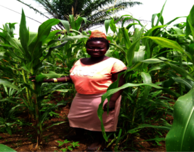 Gifty's maize survives fall armyworm attack