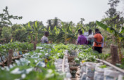 Take Best Practices to Farmers in Rural Ghana