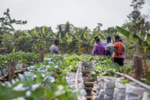 Take Best Practices to Farmers in Rural Ghana