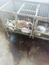 single hutch with the new rabbits