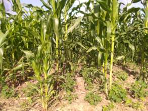 Condition maize farm after controlling armyworm.