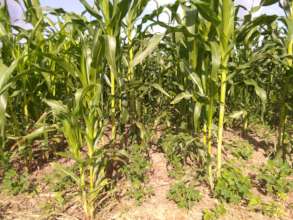 Condition maize farm after controlling armyworm.