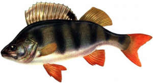"I DONT WANT A FISH"